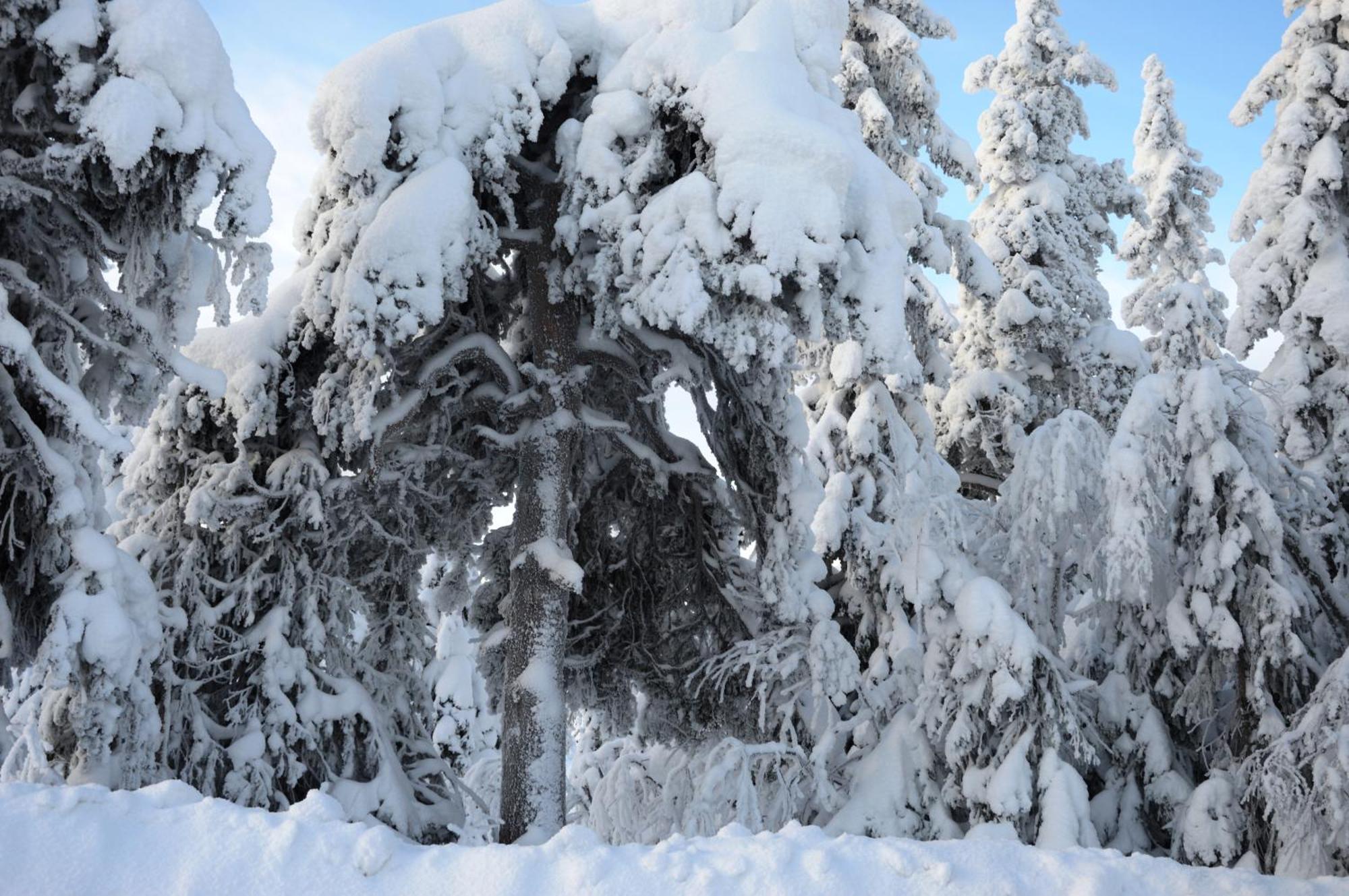 16 - Fulufjellets Nasjonalparker - Natur-, Dyre- Og Fugleopplevelser Ljørdal Esterno foto