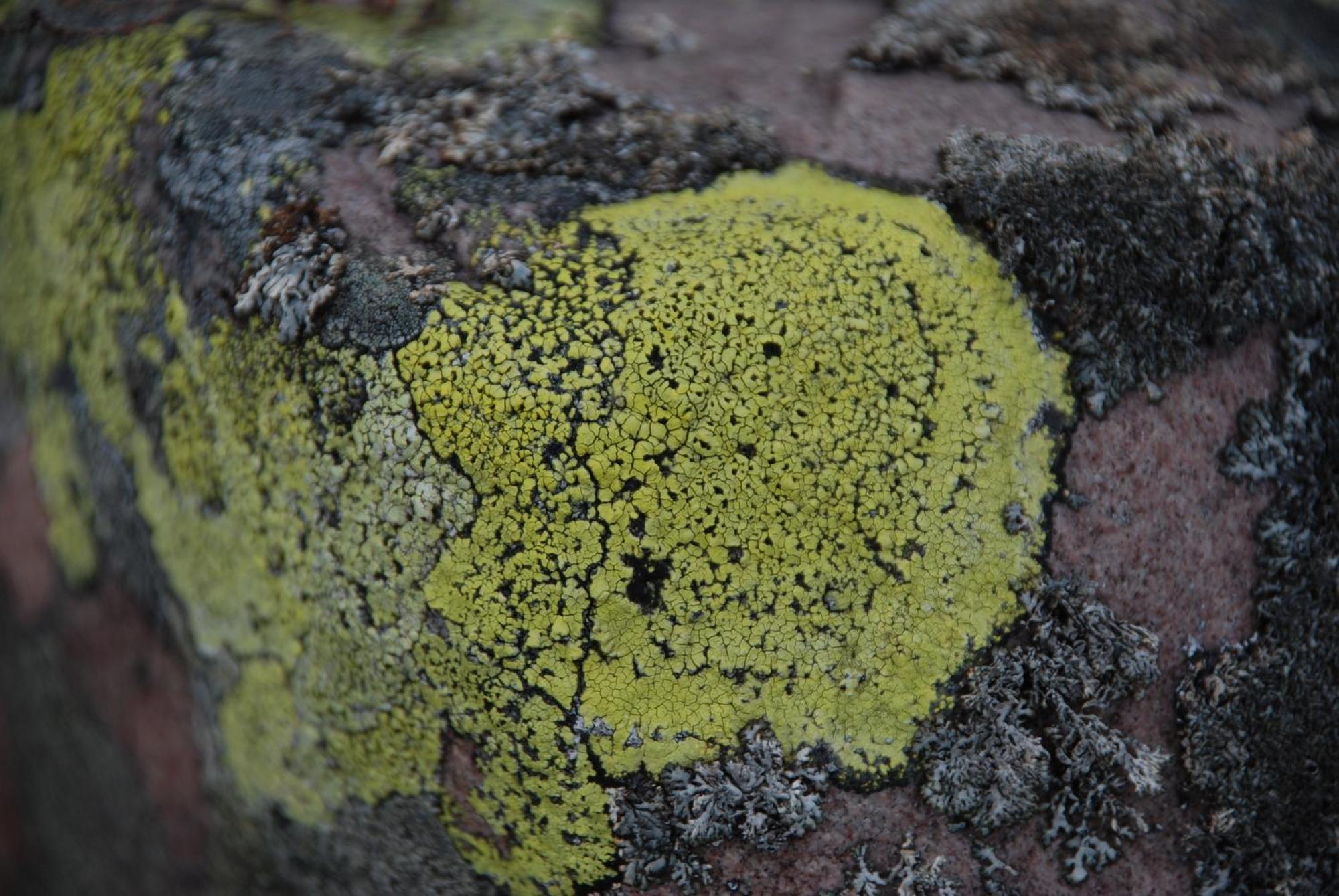 16 - Fulufjellets Nasjonalparker - Natur-, Dyre- Og Fugleopplevelser Ljørdal Esterno foto