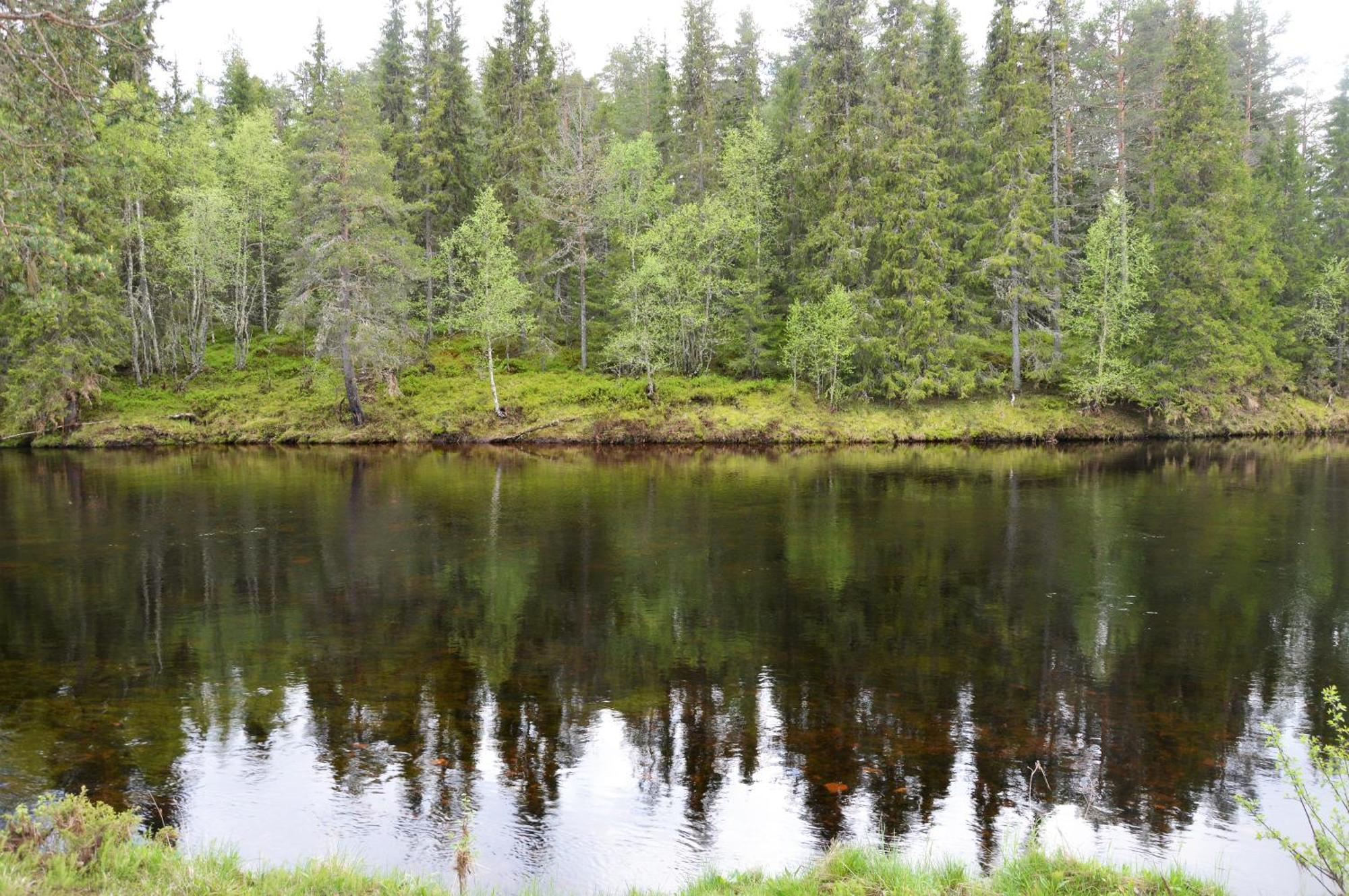 16 - Fulufjellets Nasjonalparker - Natur-, Dyre- Og Fugleopplevelser Ljørdal Esterno foto