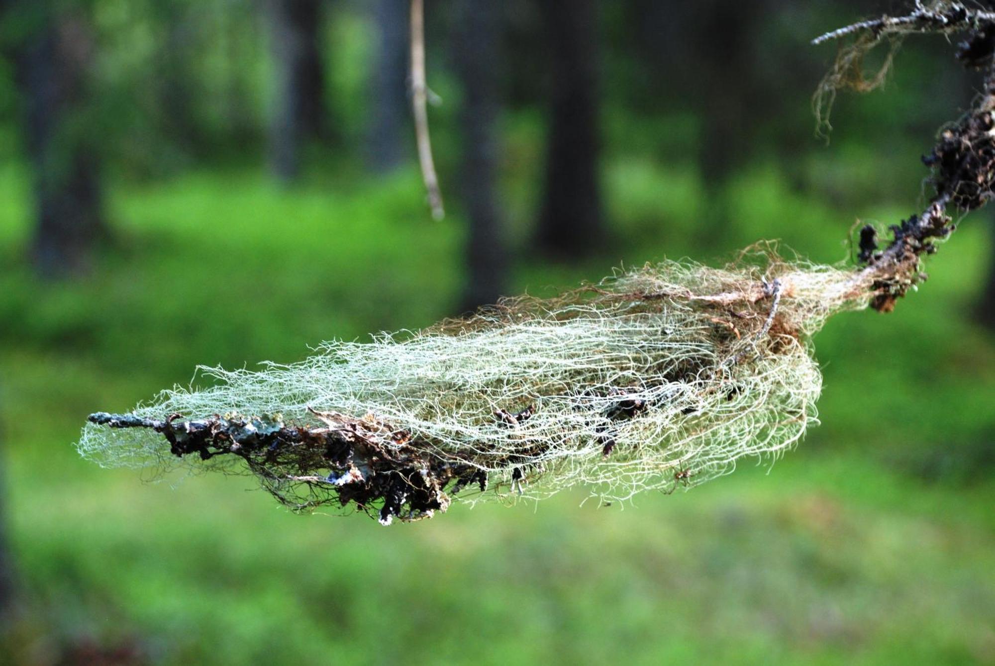 16 - Fulufjellets Nasjonalparker - Natur-, Dyre- Og Fugleopplevelser Ljørdal Esterno foto