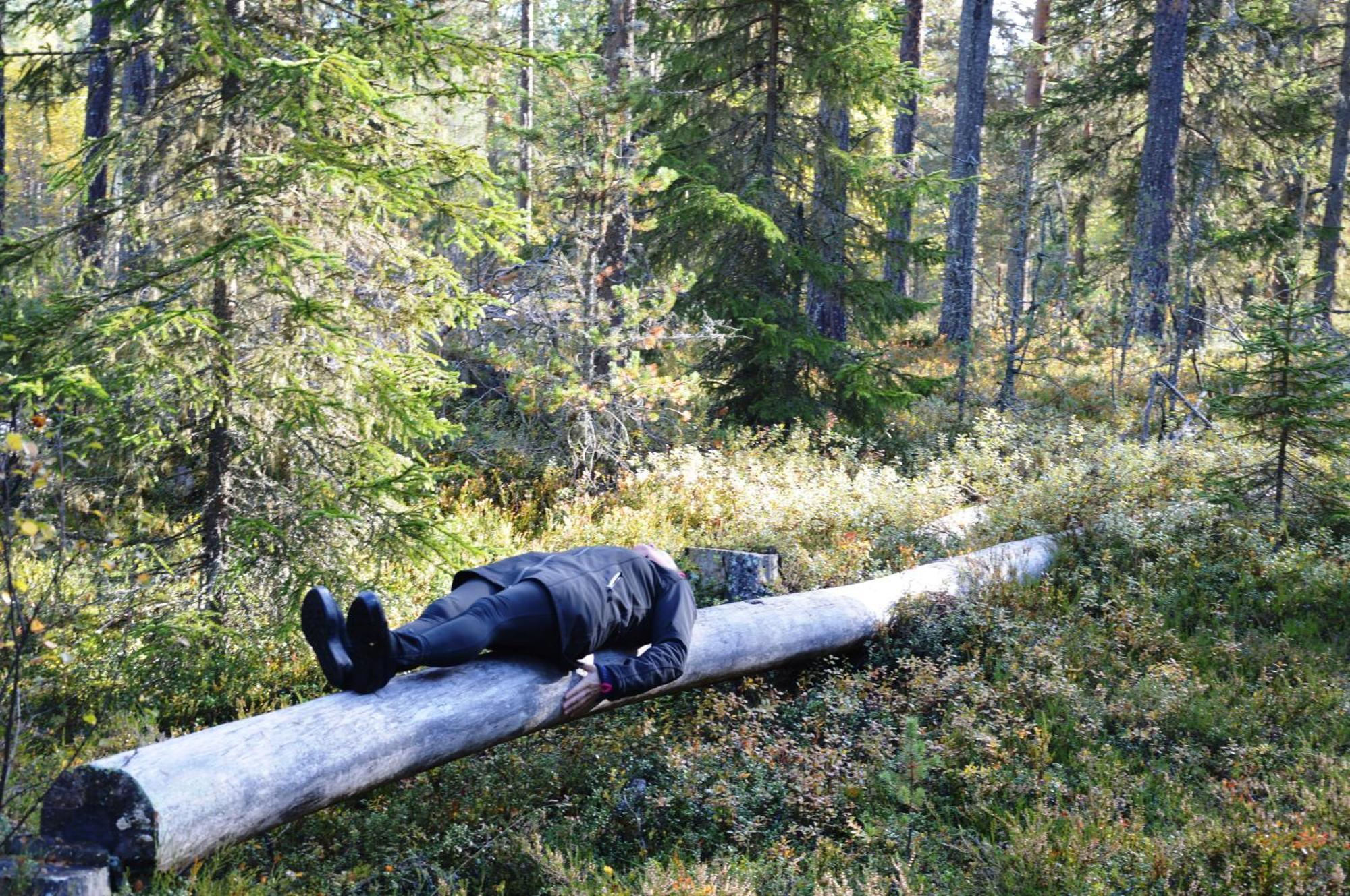 16 - Fulufjellets Nasjonalparker - Natur-, Dyre- Og Fugleopplevelser Ljørdal Esterno foto