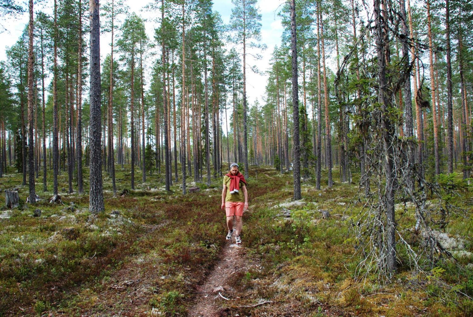 16 - Fulufjellets Nasjonalparker - Natur-, Dyre- Og Fugleopplevelser Ljørdal Esterno foto