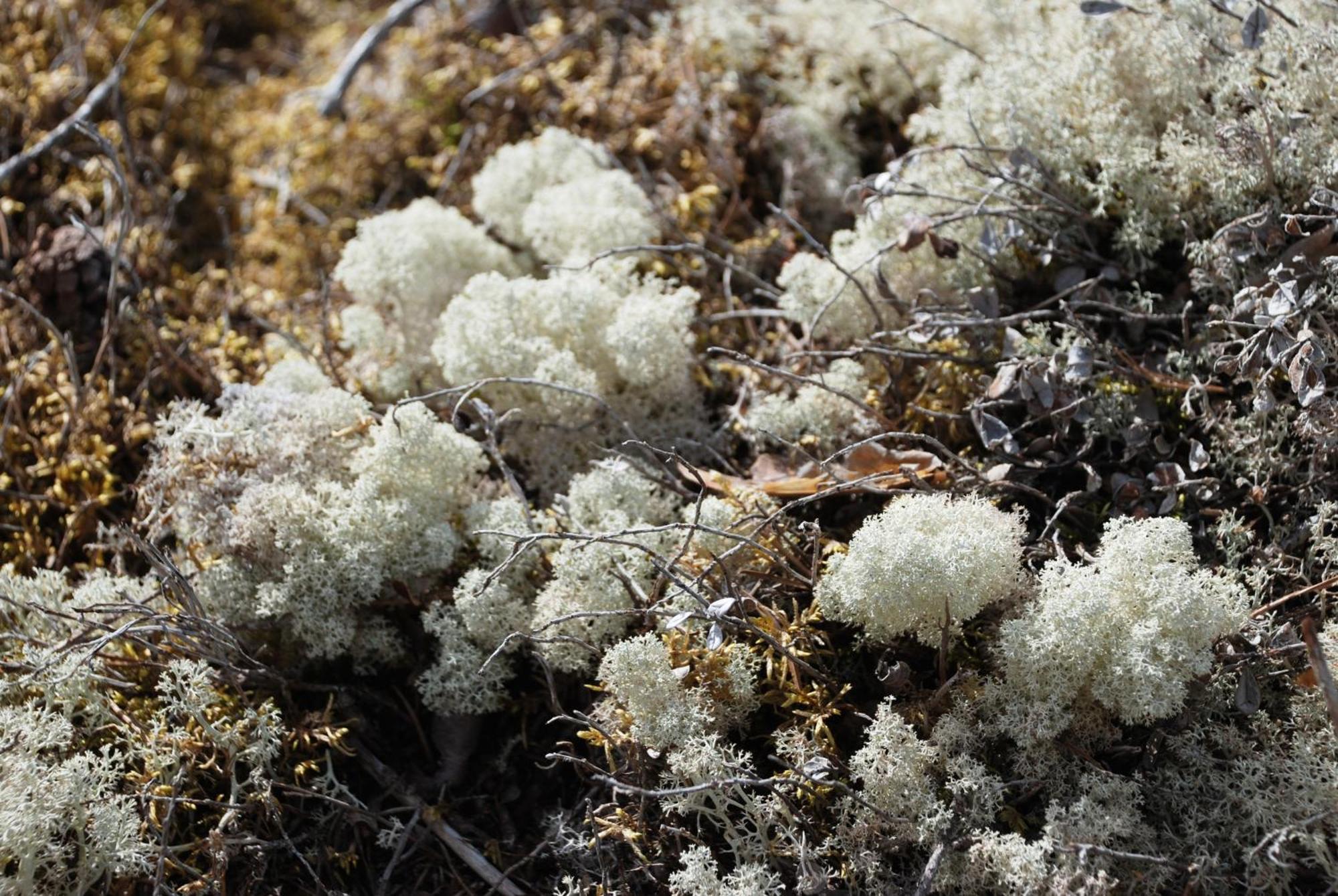16 - Fulufjellets Nasjonalparker - Natur-, Dyre- Og Fugleopplevelser Ljørdal Esterno foto