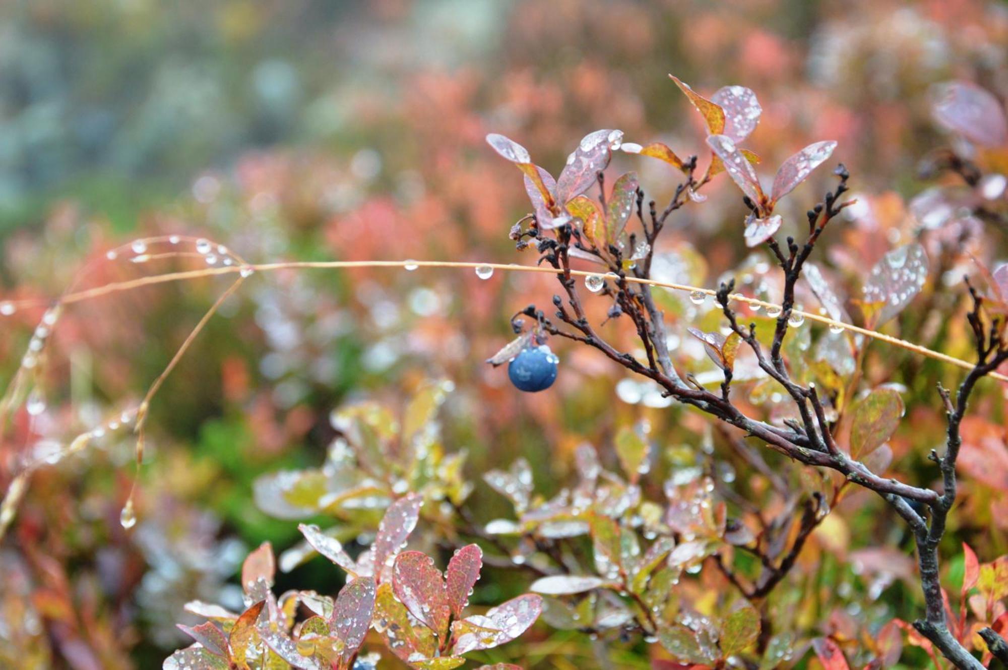 16 - Fulufjellets Nasjonalparker - Natur-, Dyre- Og Fugleopplevelser Ljørdal Esterno foto