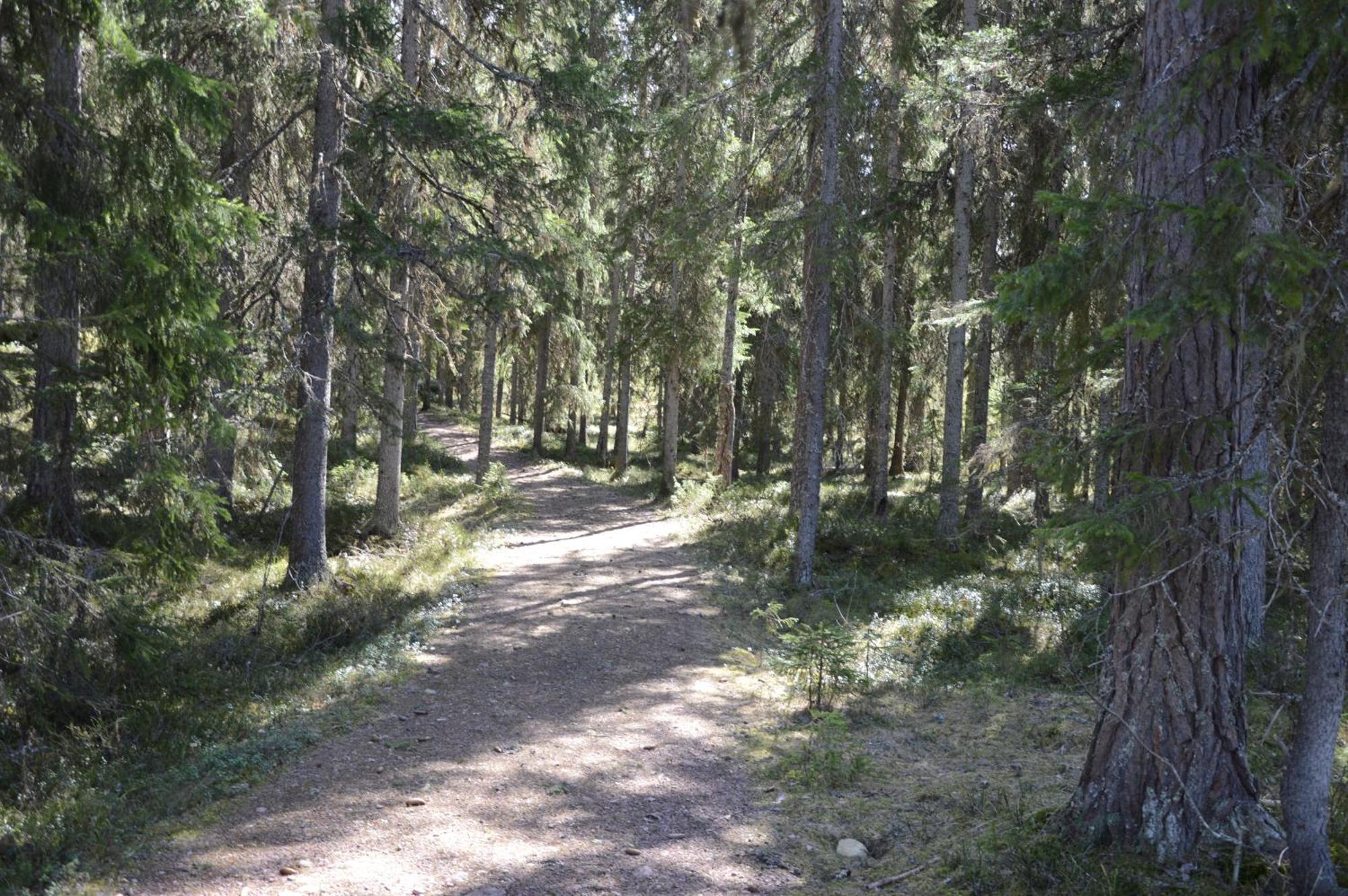 16 - Fulufjellets Nasjonalparker - Natur-, Dyre- Og Fugleopplevelser Ljørdal Esterno foto