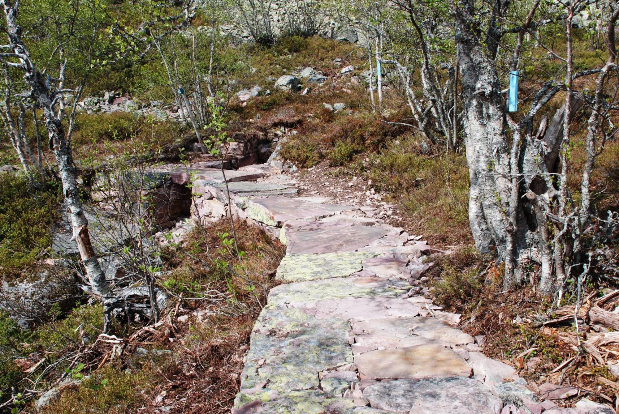 16 - Fulufjellets Nasjonalparker - Natur-, Dyre- Og Fugleopplevelser Ljørdal Esterno foto