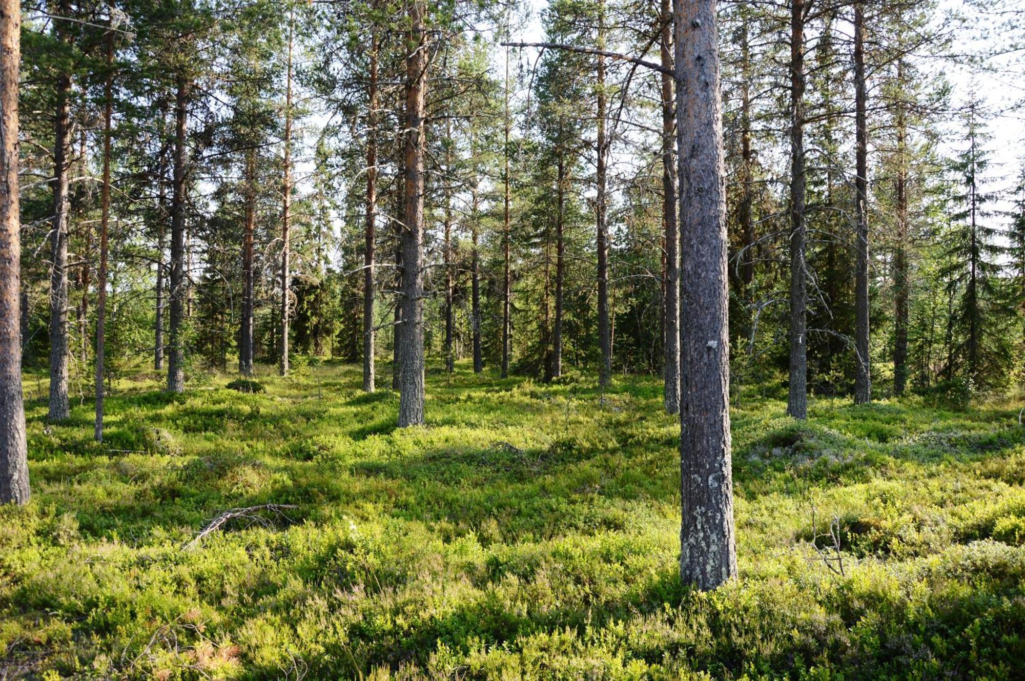 16 - Fulufjellets Nasjonalparker - Natur-, Dyre- Og Fugleopplevelser Ljørdal Esterno foto