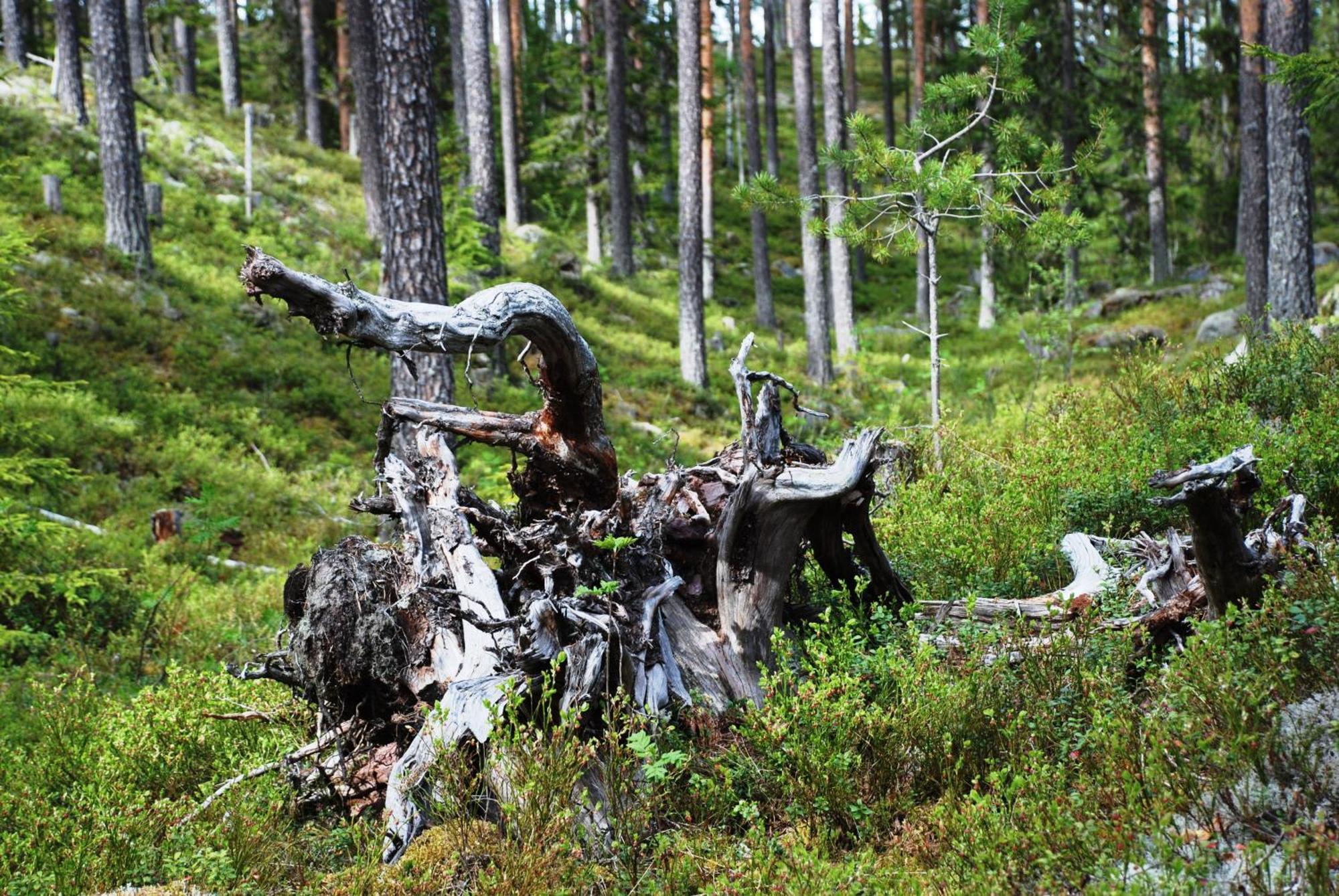 16 - Fulufjellets Nasjonalparker - Natur-, Dyre- Og Fugleopplevelser Ljørdal Esterno foto