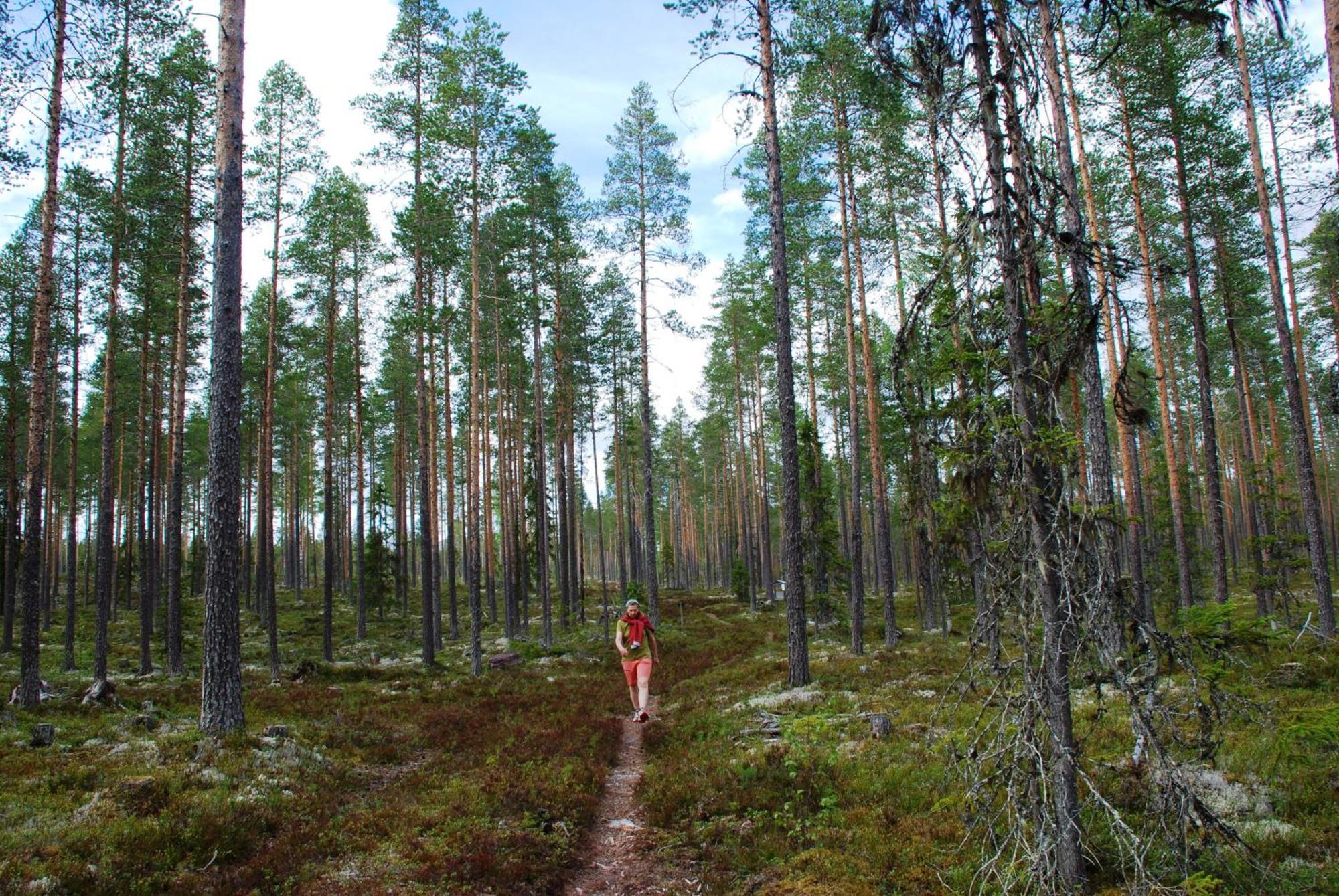 16 - Fulufjellets Nasjonalparker - Natur-, Dyre- Og Fugleopplevelser Ljørdal Esterno foto